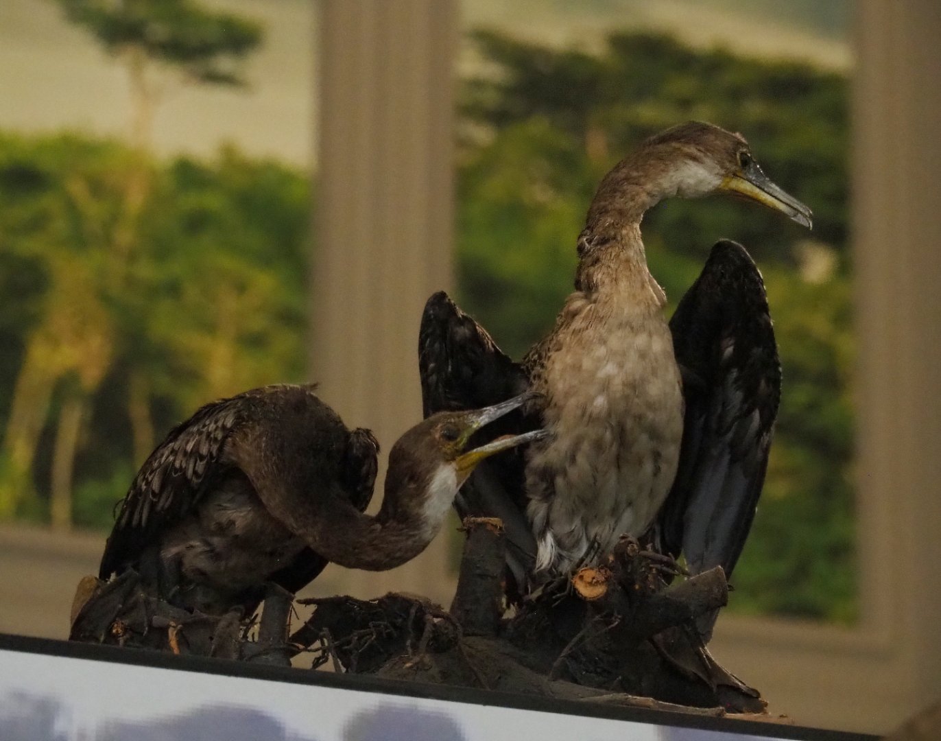 Long-tailed cormorant (Microcarbo africanus) specimens, 2021-10-20