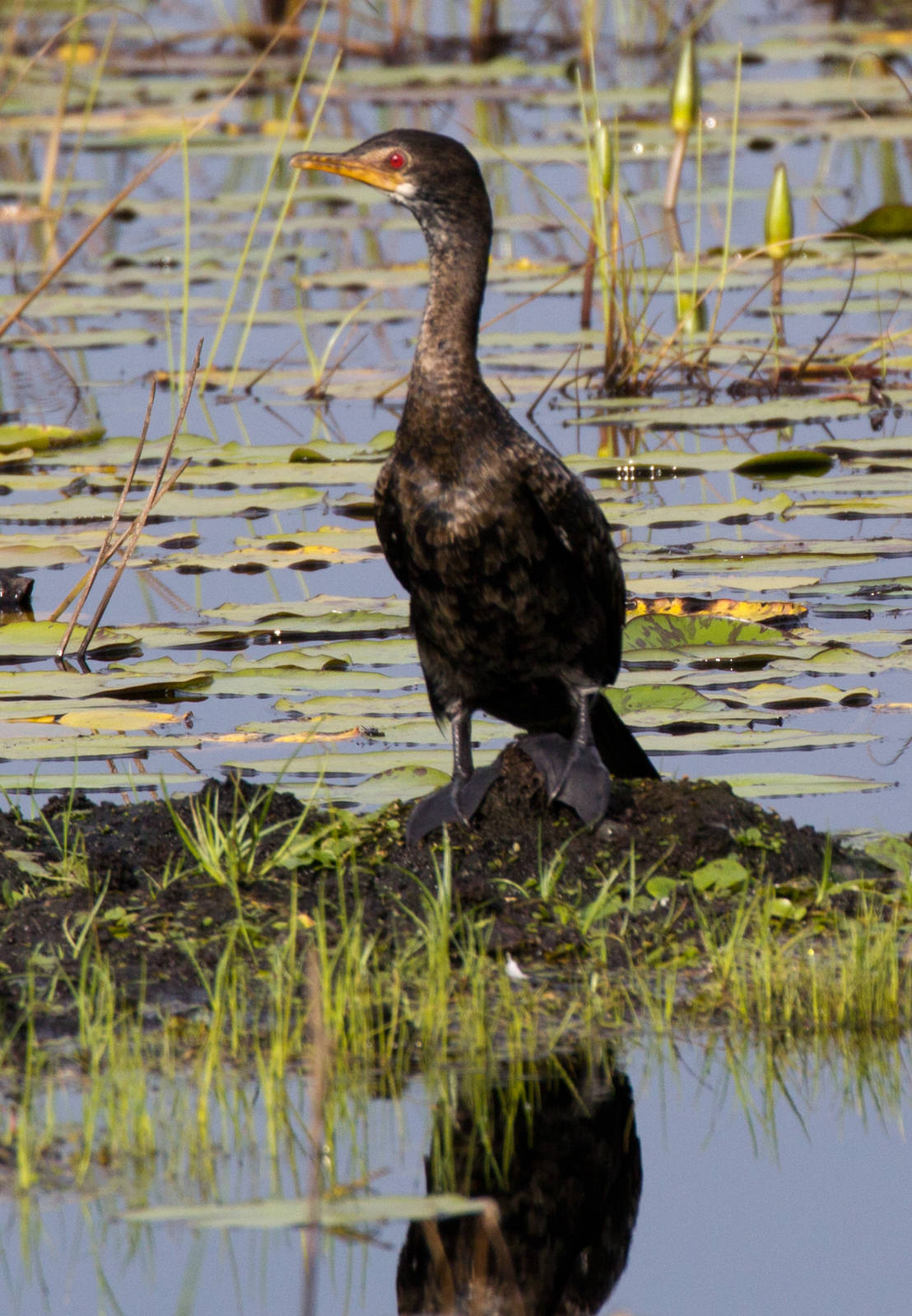Long-tailed Cormorant
