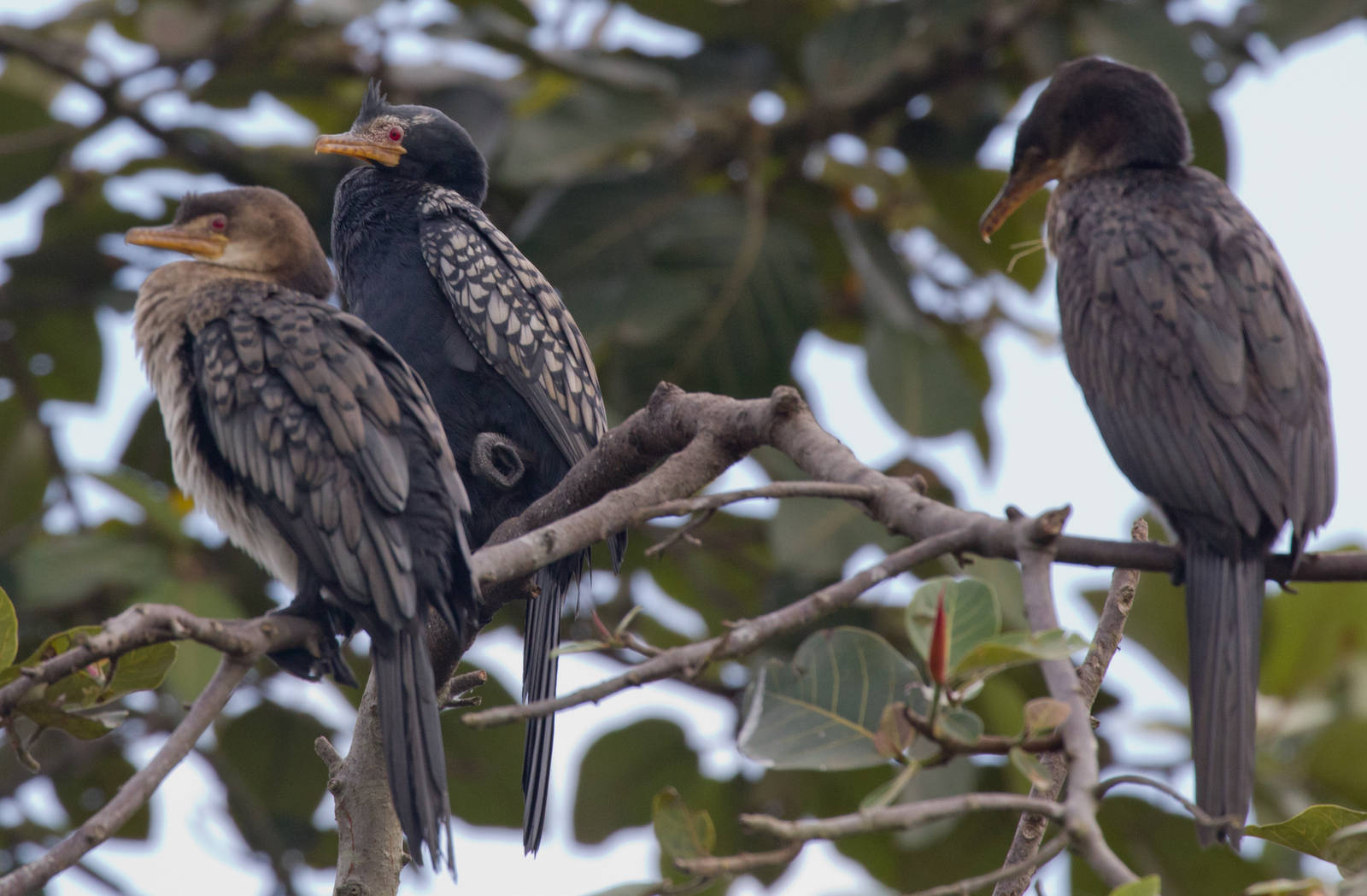 Long-tailed Cormorant
