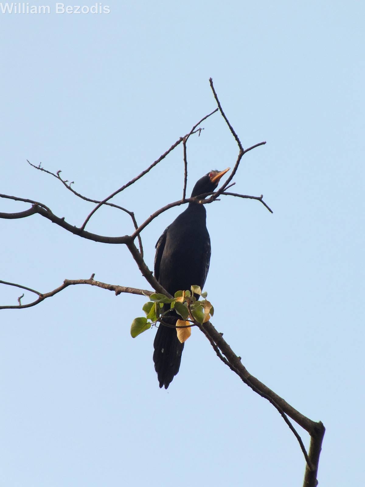Long-tailed Cormorant
