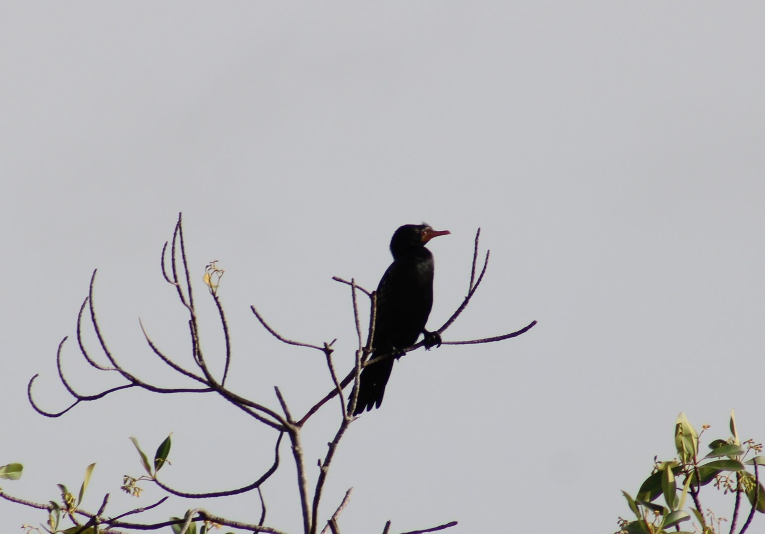 Long-tailed cormorant