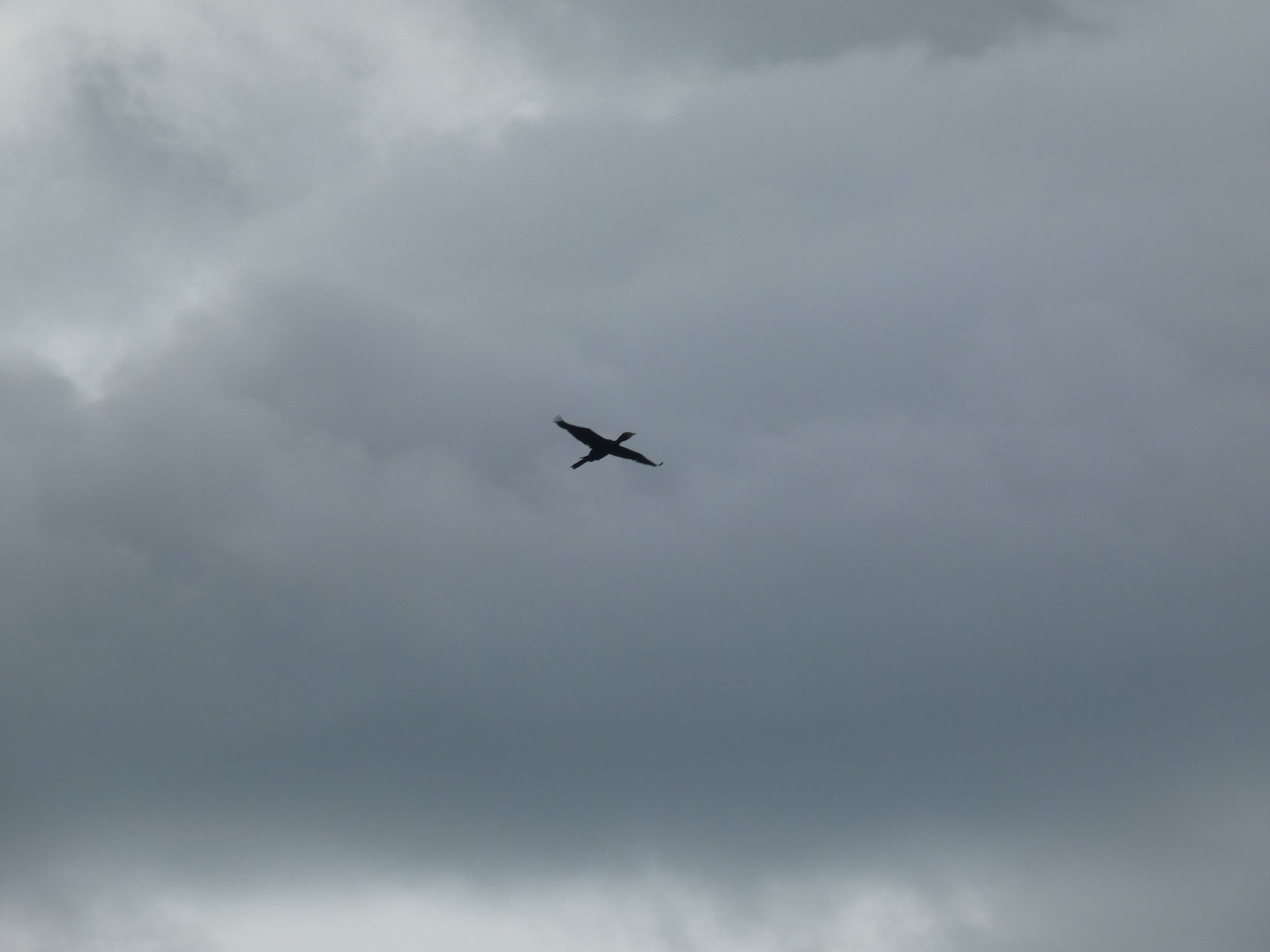 Long-tailed cormorant