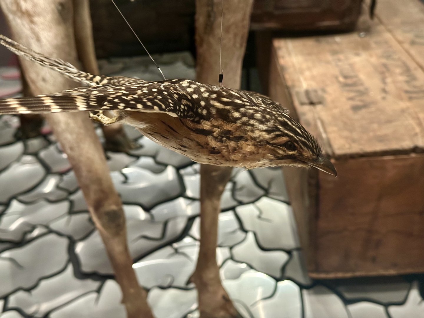 Long-tailed cuckoo (Urodynamis taitensis)