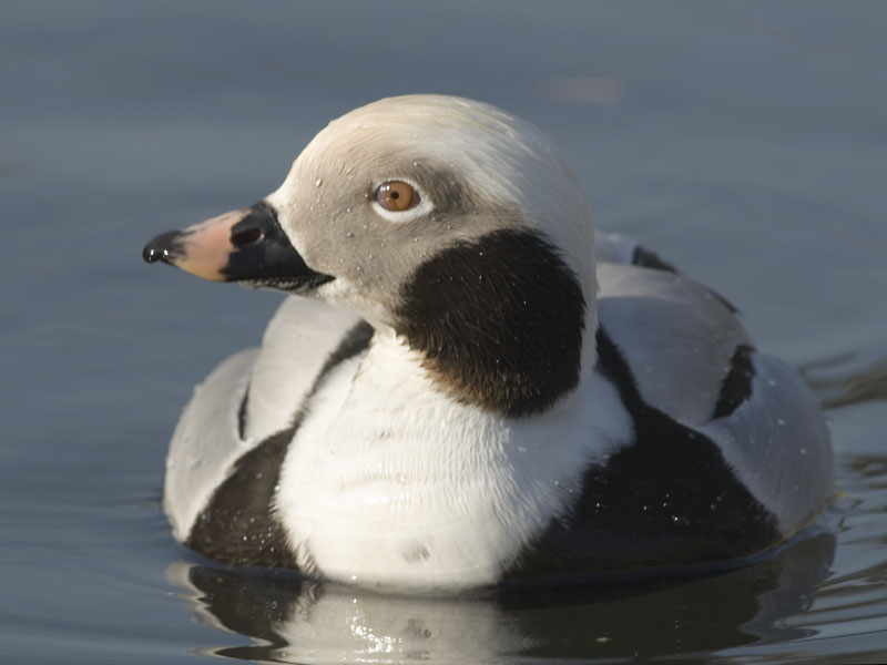 Long-tailed drake at Martinmere WWT