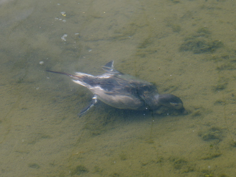 Long-tailed drake underwater