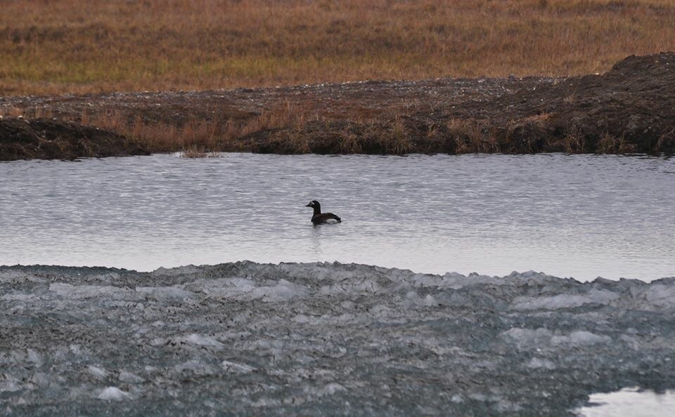 Long-tailed Duck - Alaska