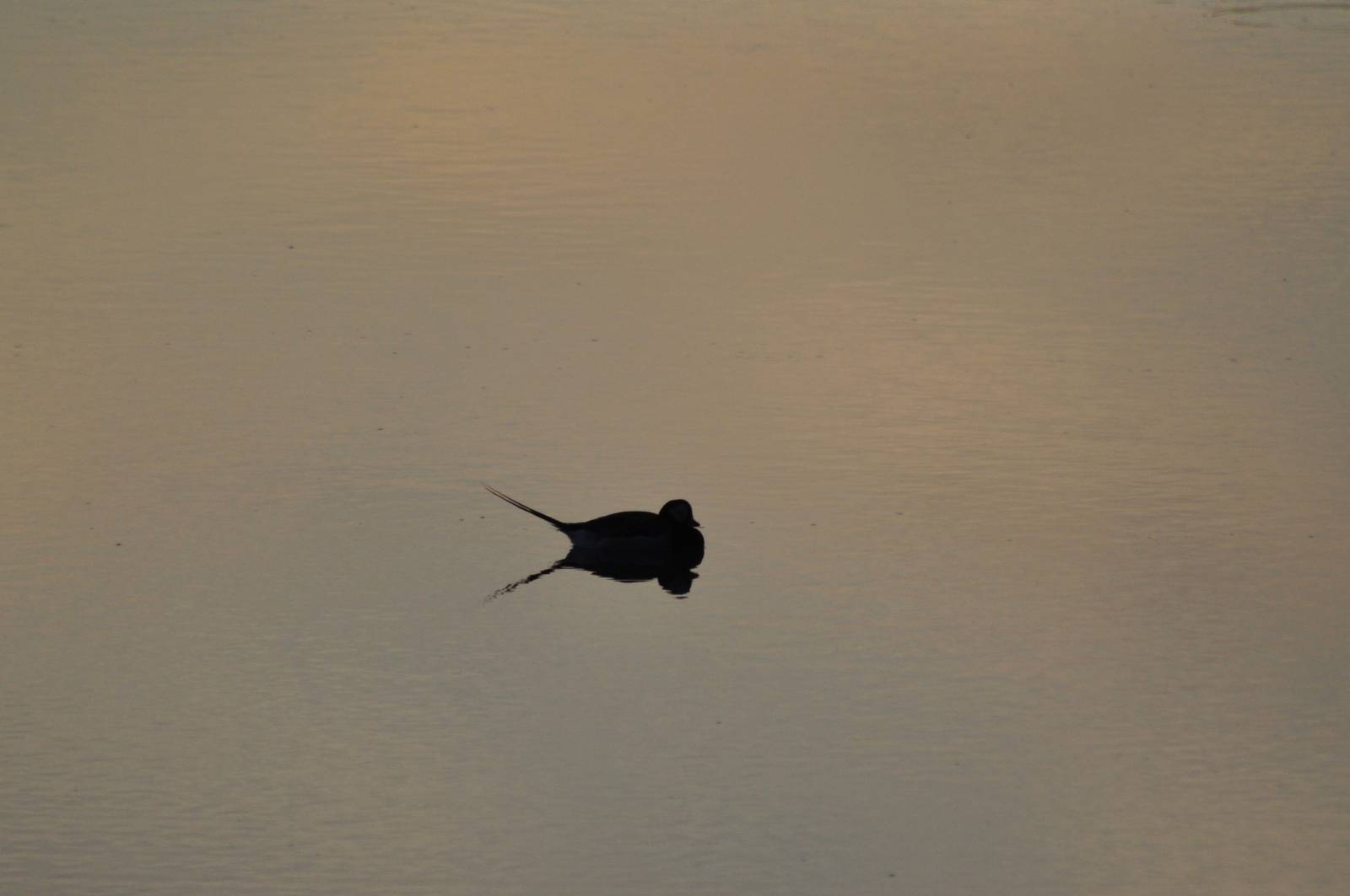 Long-tailed Duck - Alaska