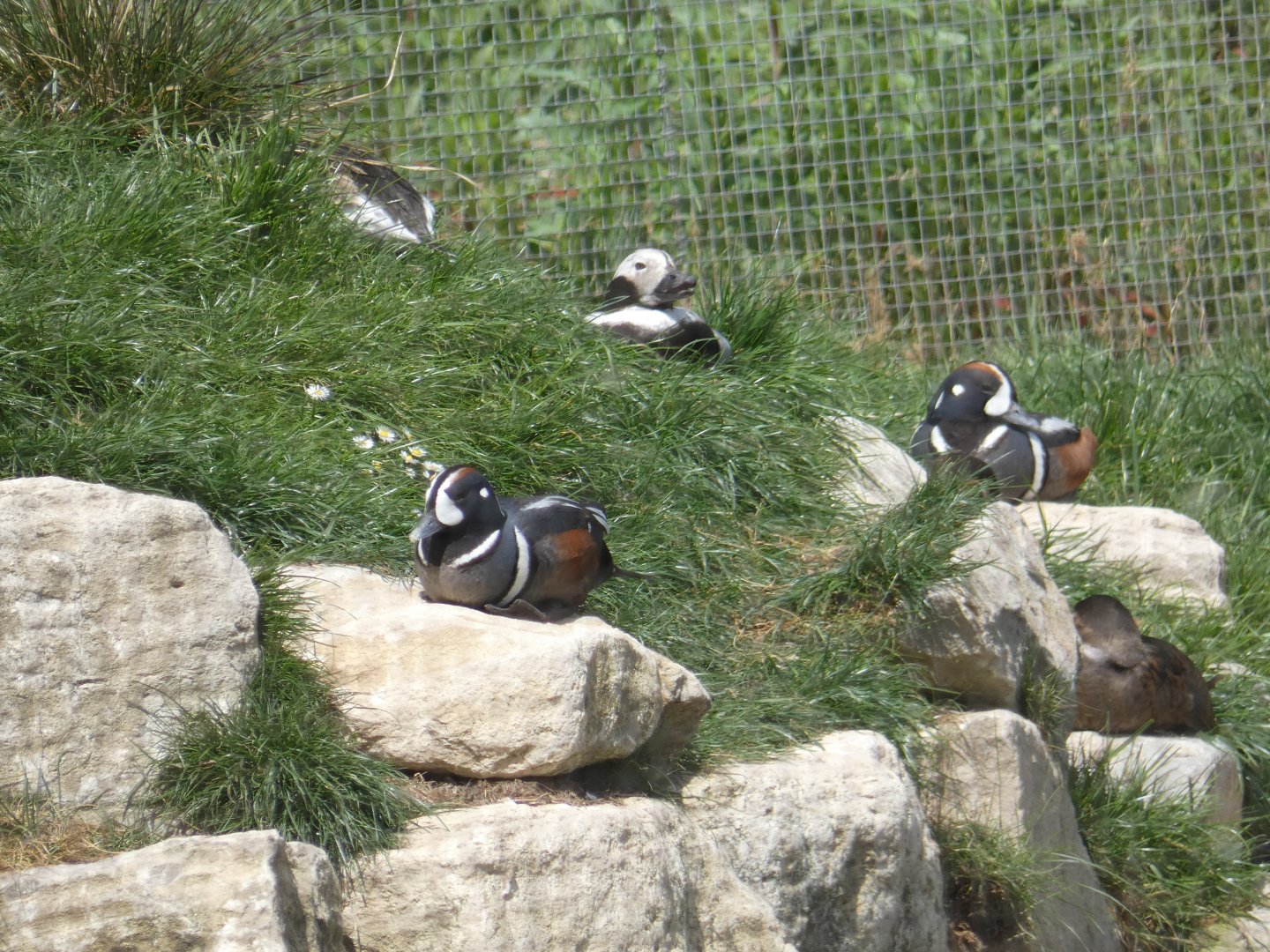 Long-tailed duck and Harlequin ducks