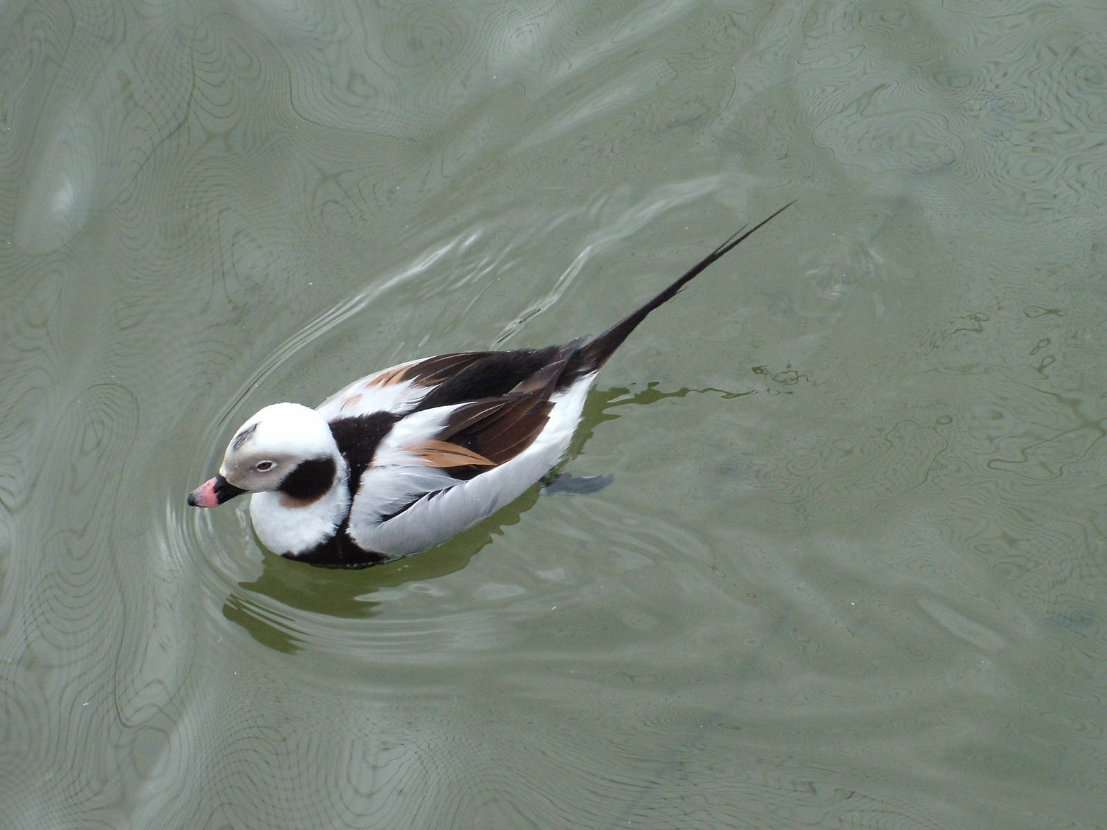 Long-tailed Duck at Arundel WWT 13/03/10