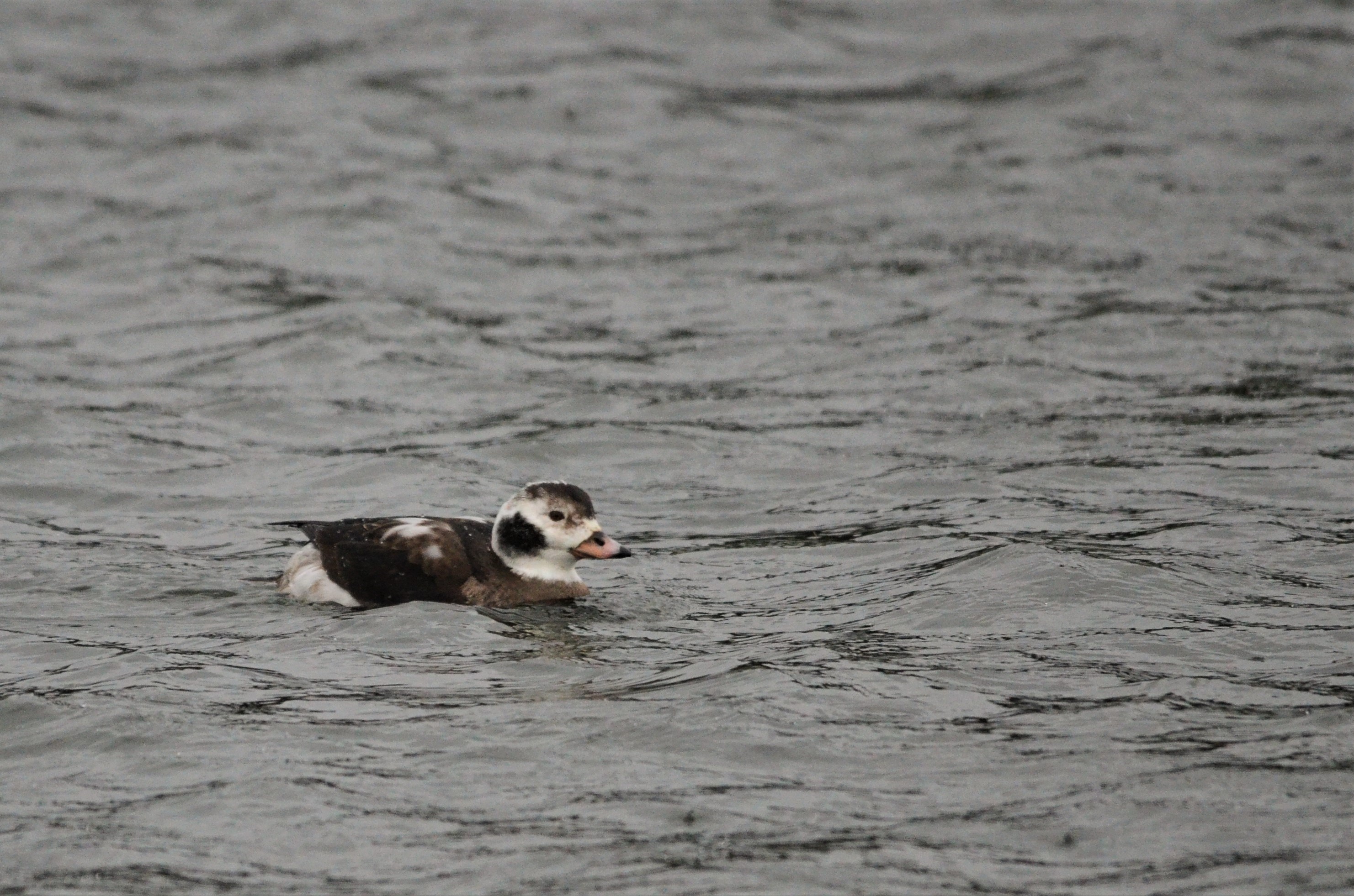 Long-tailed Duck at Holme Pierrepont, Nottingham, 10/02/18