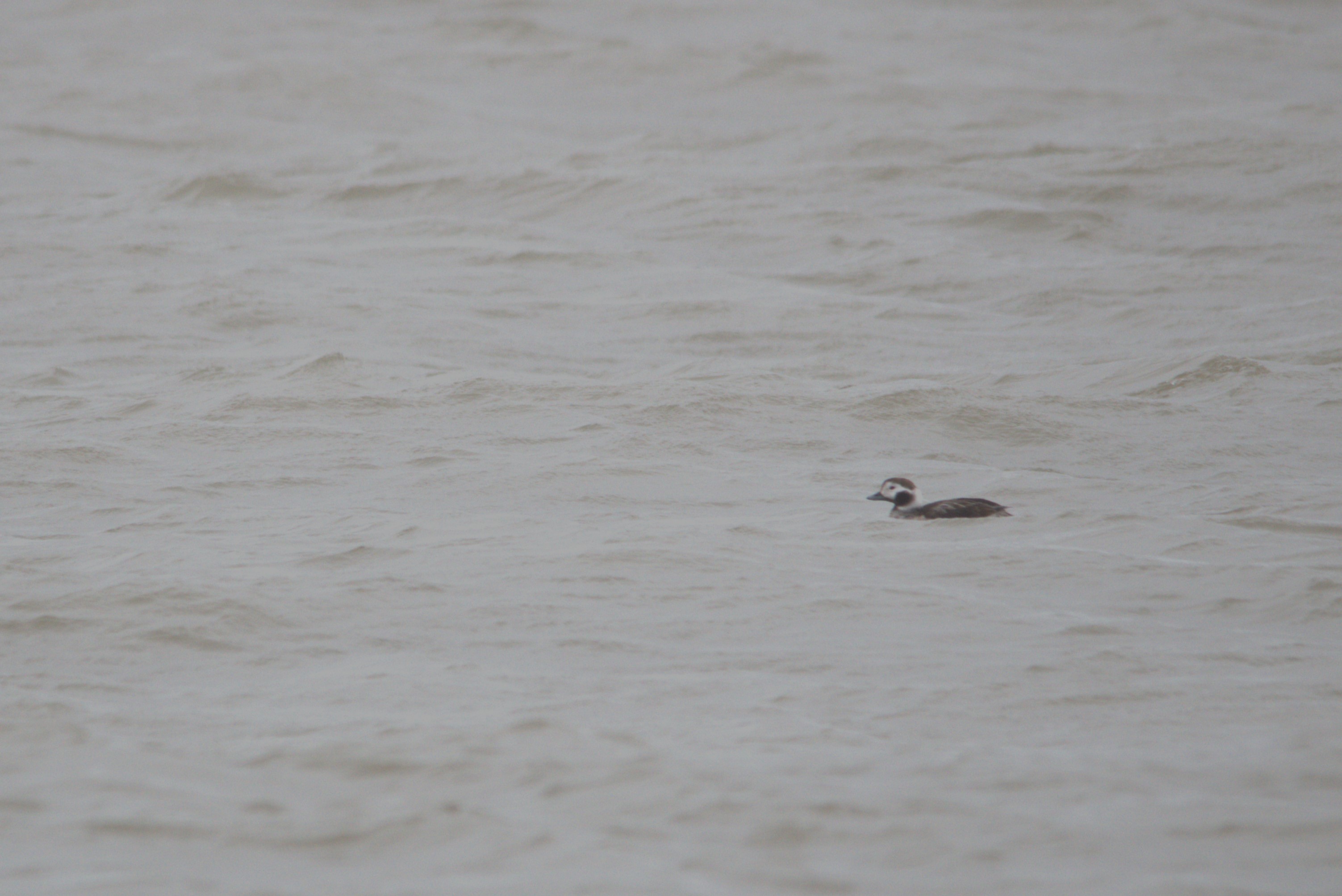 Long-tailed Duck at West Palling, Norfolk, 4th March 2023