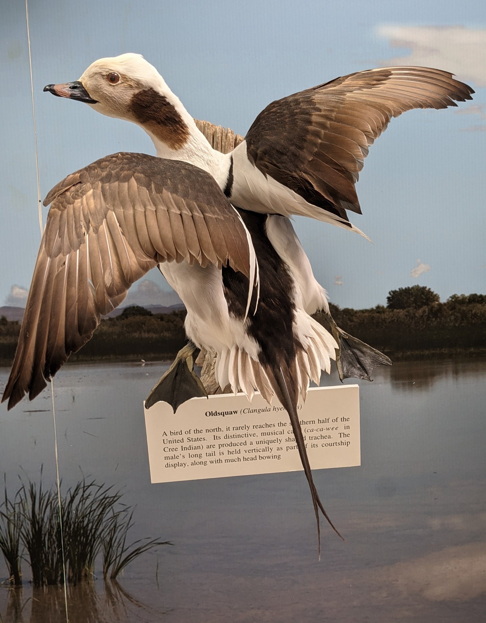 Long-tailed duck (Clangula hyemalis)