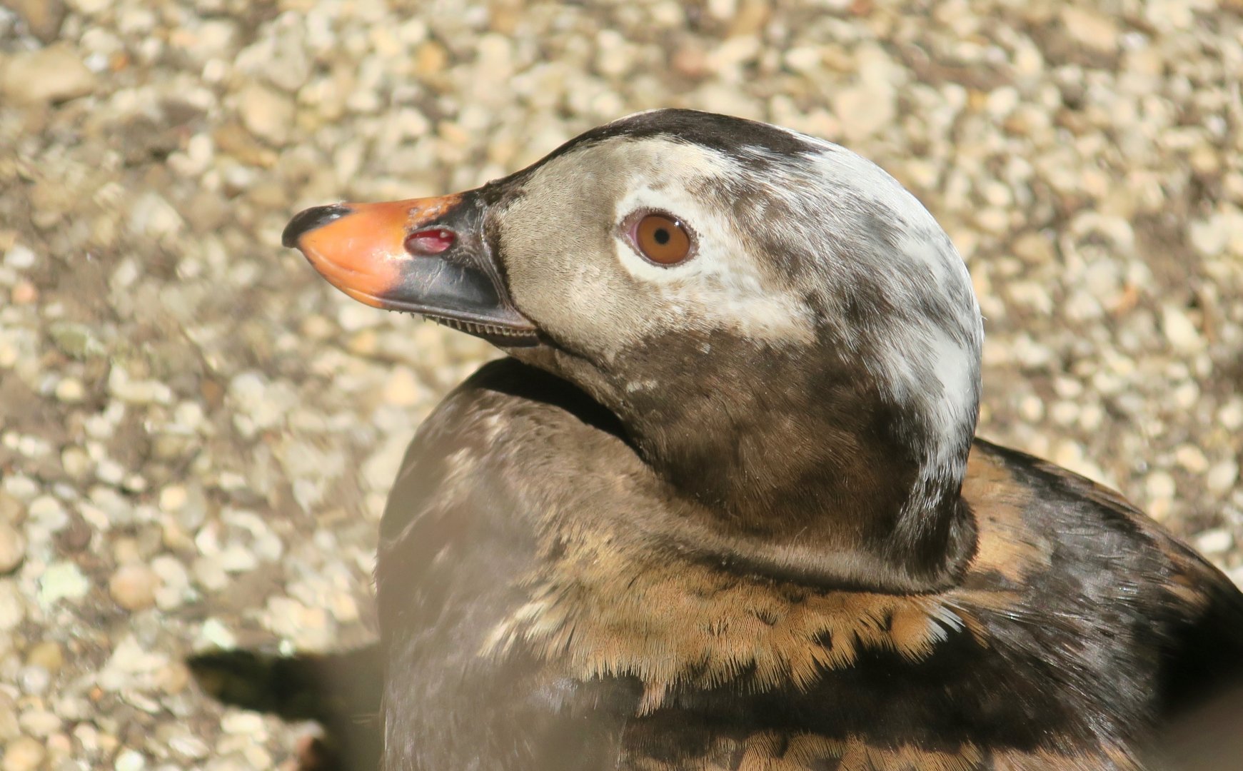 Long-Tailed Duck (Clangula hyemalis)
