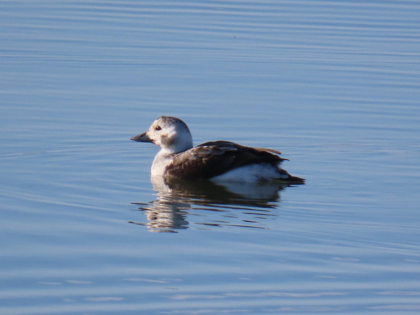 Long-tailed Duck (Clangula hyemalis)