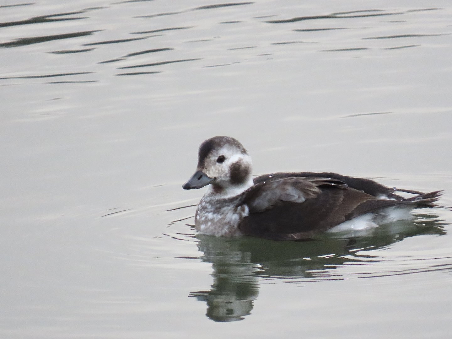 Long-tailed Duck (Clangula hyemalis)