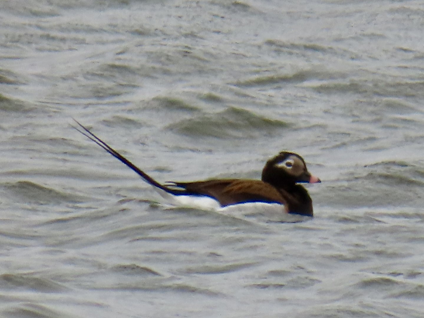 Long-tailed Duck (Clangula hyemalis)
