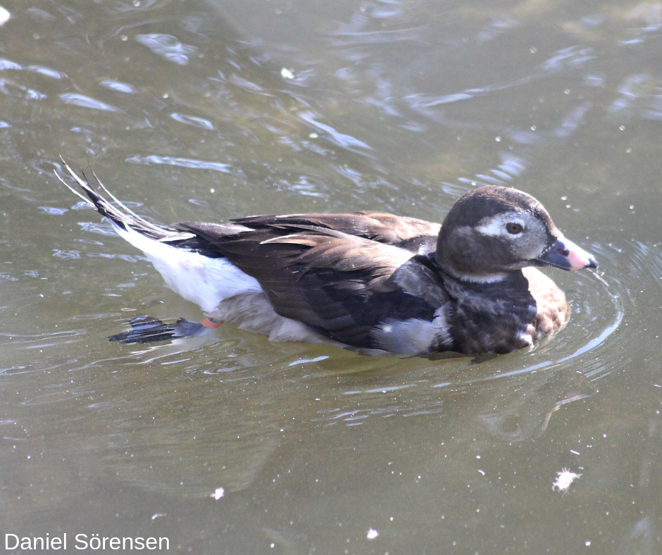 Long-tailed duck, male.