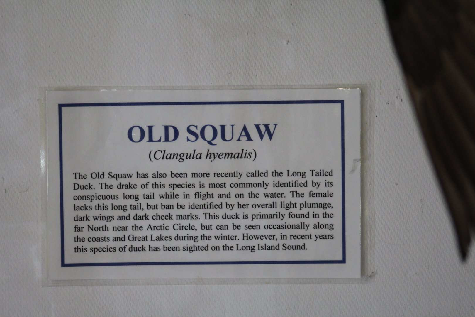 Long-Tailed Duck Signage