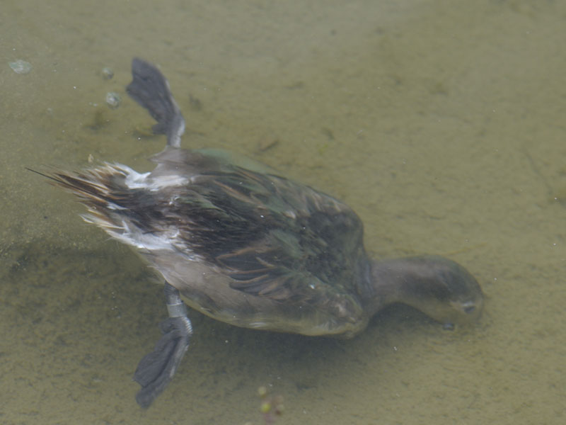 Long-tailed duck underwater