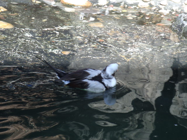 Long-Tailed Duck