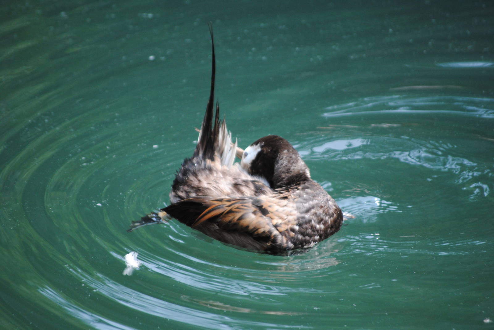 Long-Tailed Duck