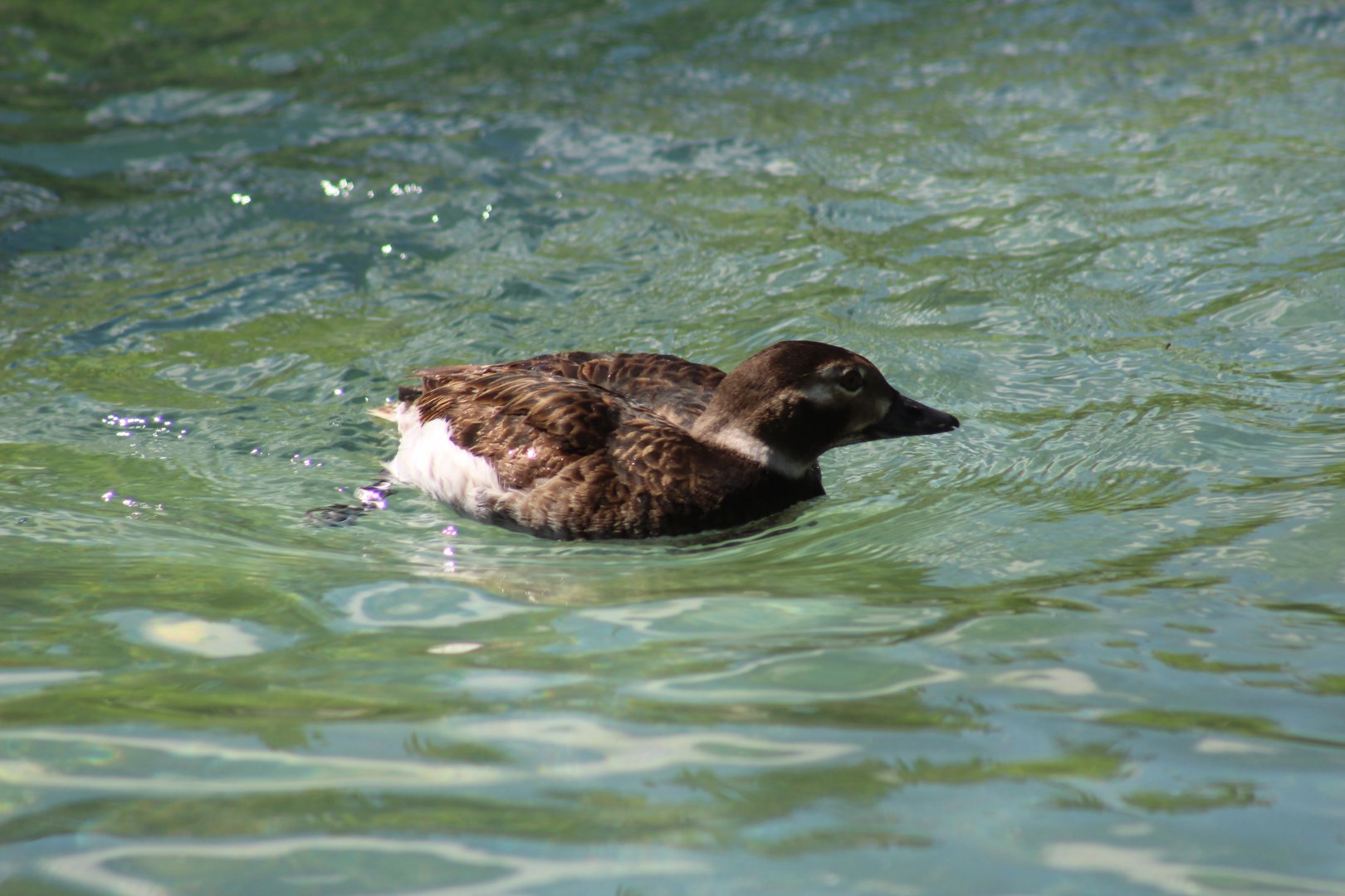 Long-Tailed Duck