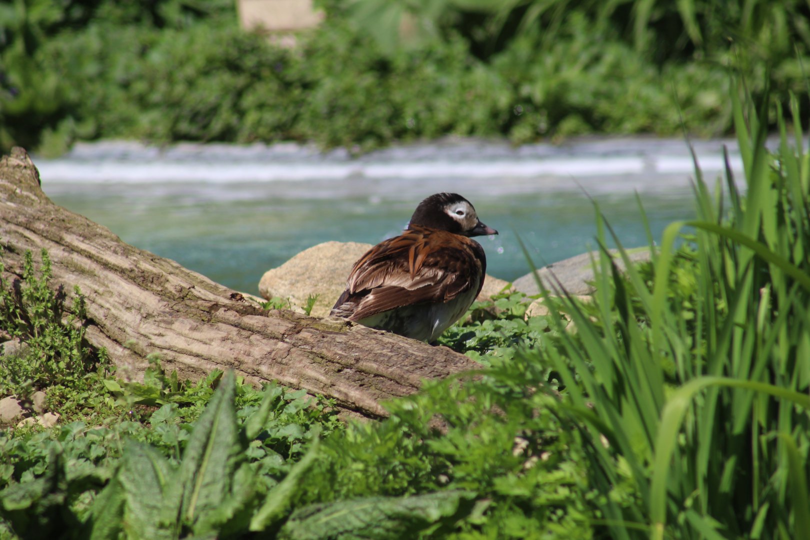 Long-Tailed Duck