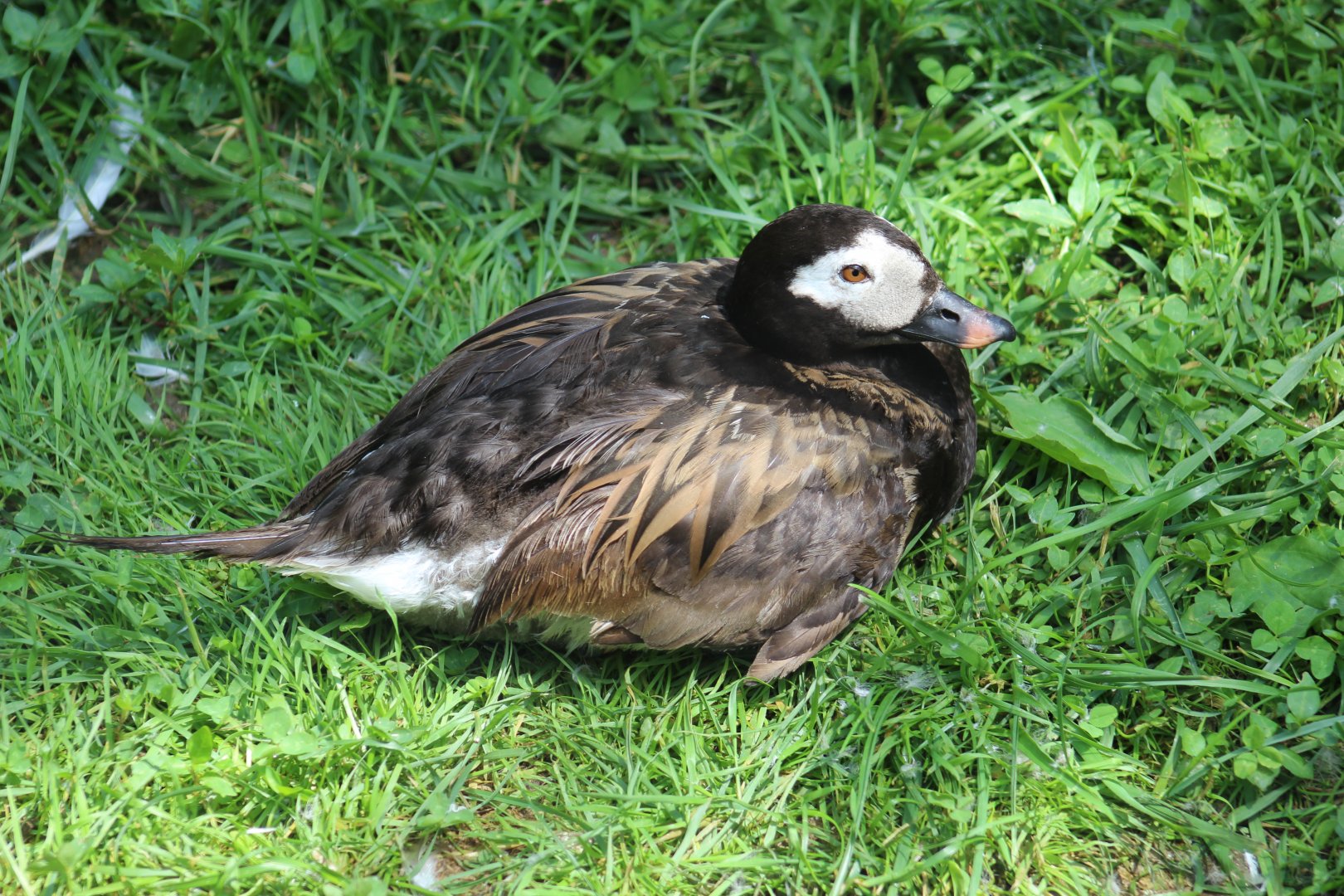 Long-Tailed Duck