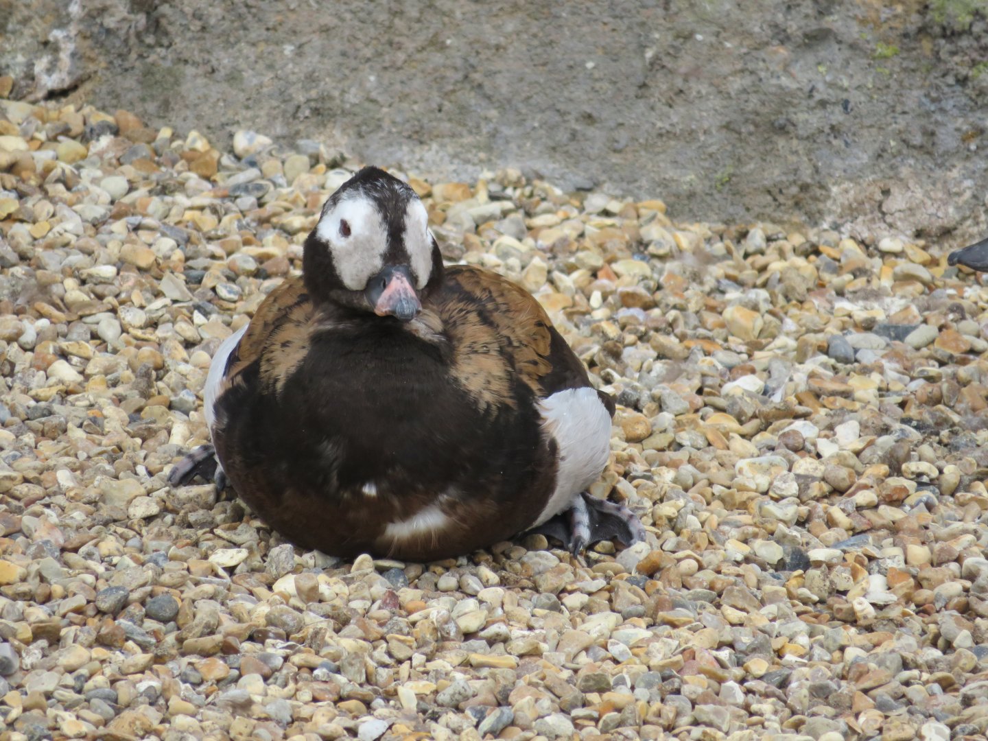 Long tailed duck