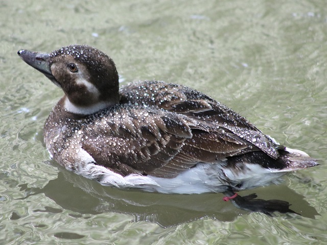 Long-tailed Duck
