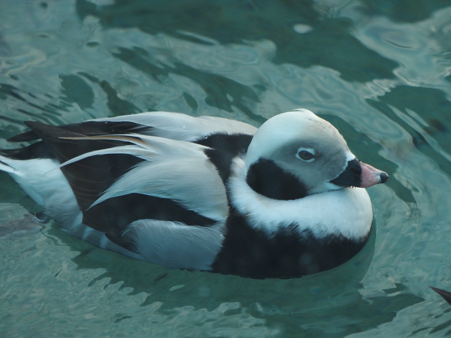 Long-Tailed Duck