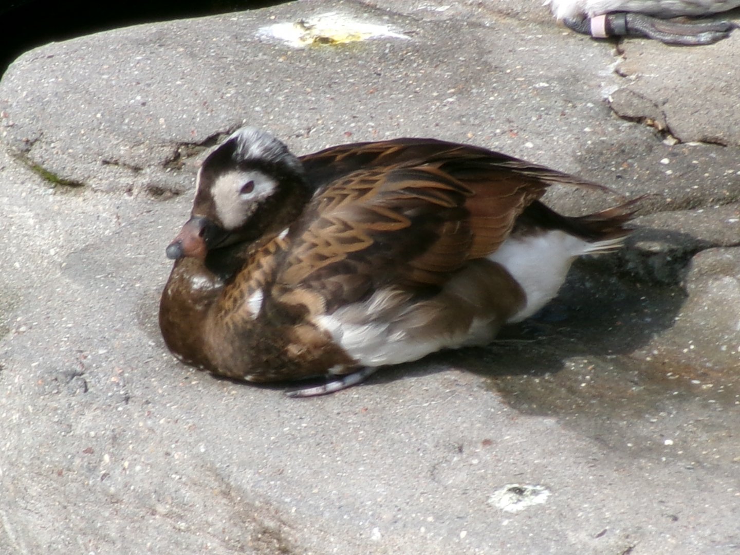 Long-tailed duck