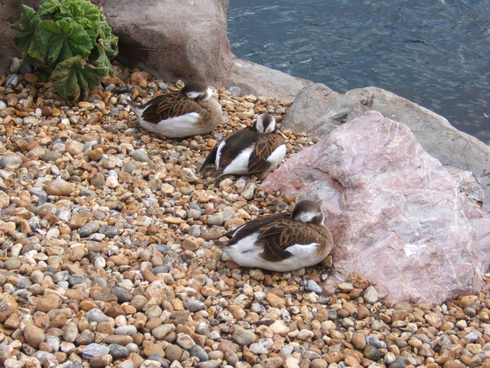 Long-tailed Duck