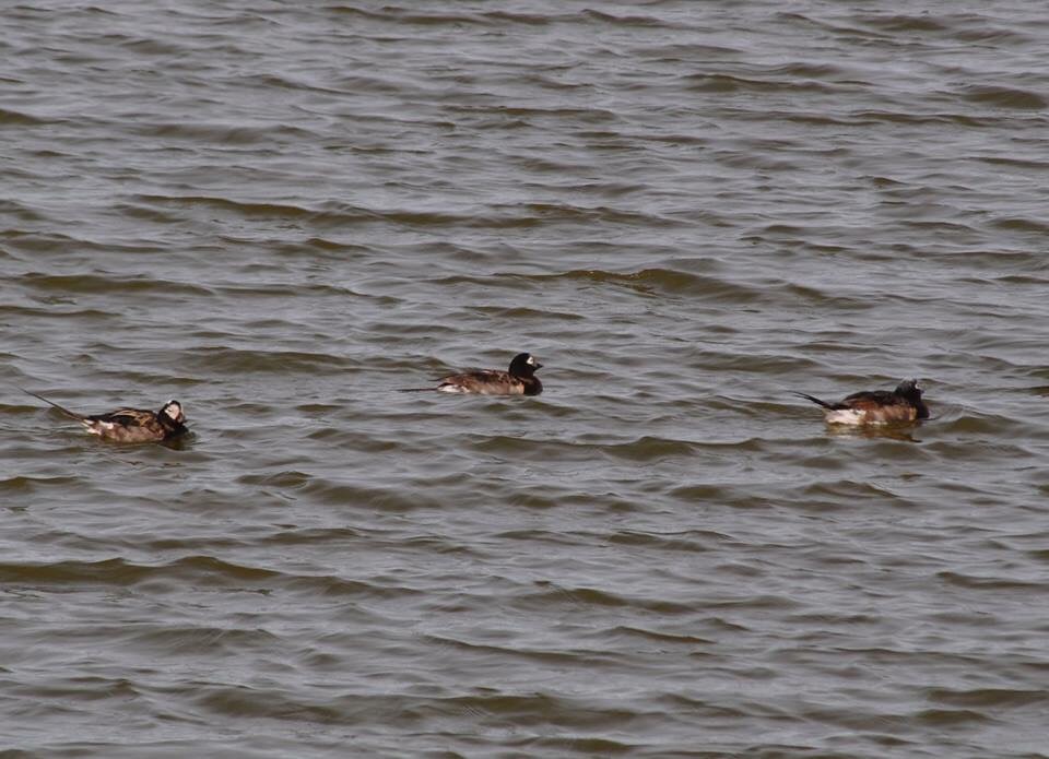 Long-tailed Ducks - Alaska