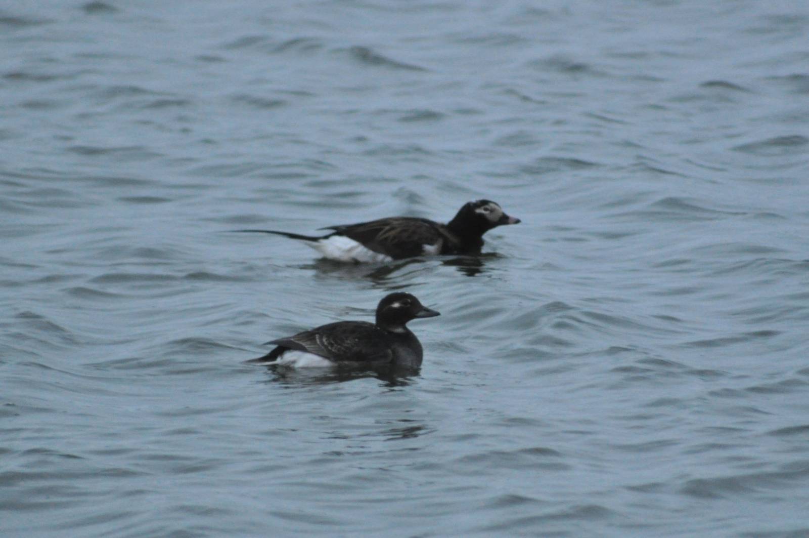 Long-tailed Ducks - Alaska