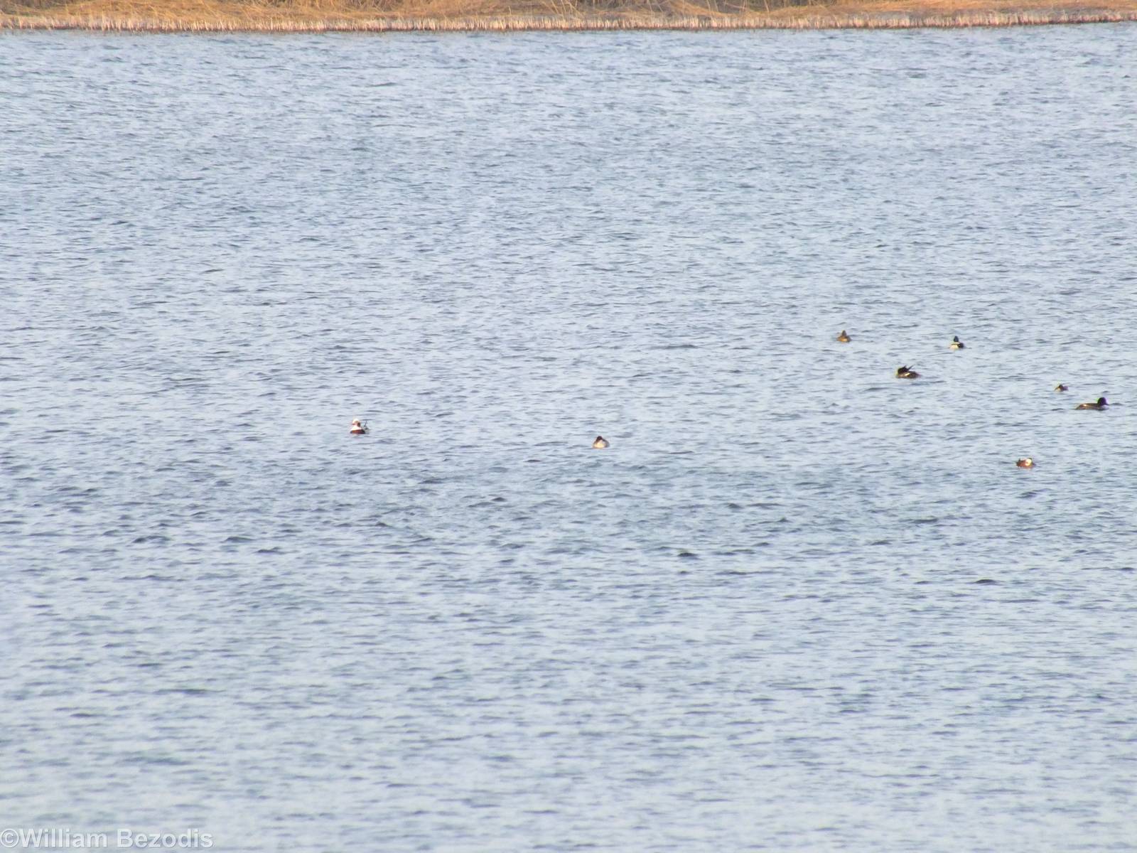 Long-tailed Ducks and others- Ptasi Raj Nature Reserve