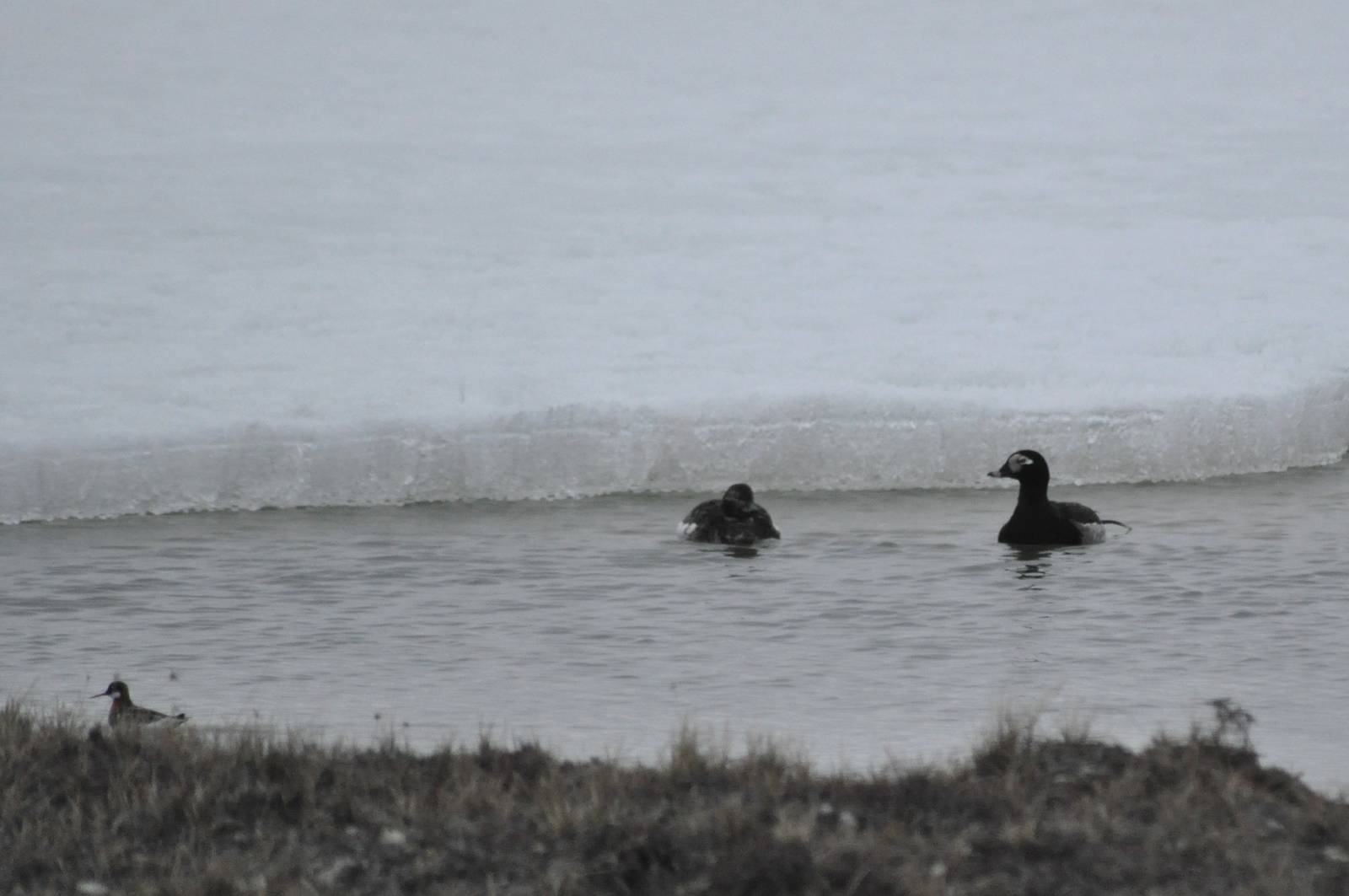 Long-tailed Ducks and Red-necked Phalarope - Alaska