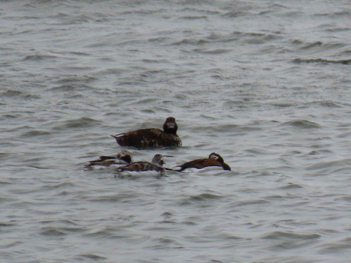 Long-tailed Ducks and White-winged Scoter