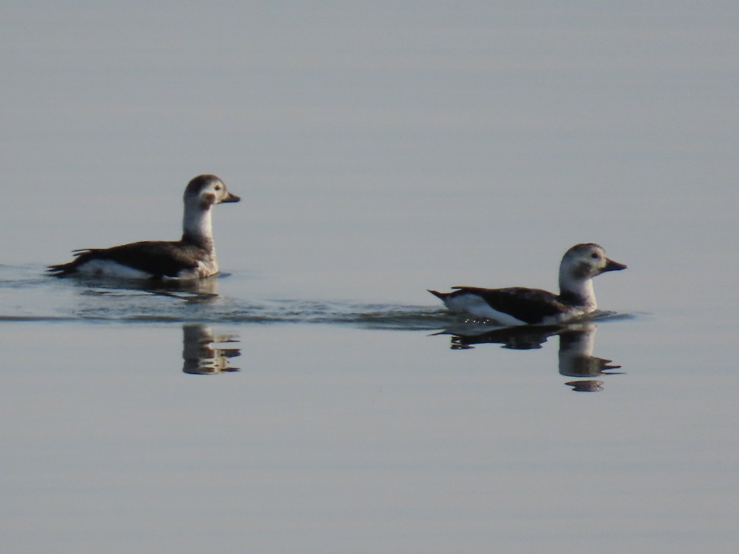 Long-tailed Ducks (Clangula hyemalis)