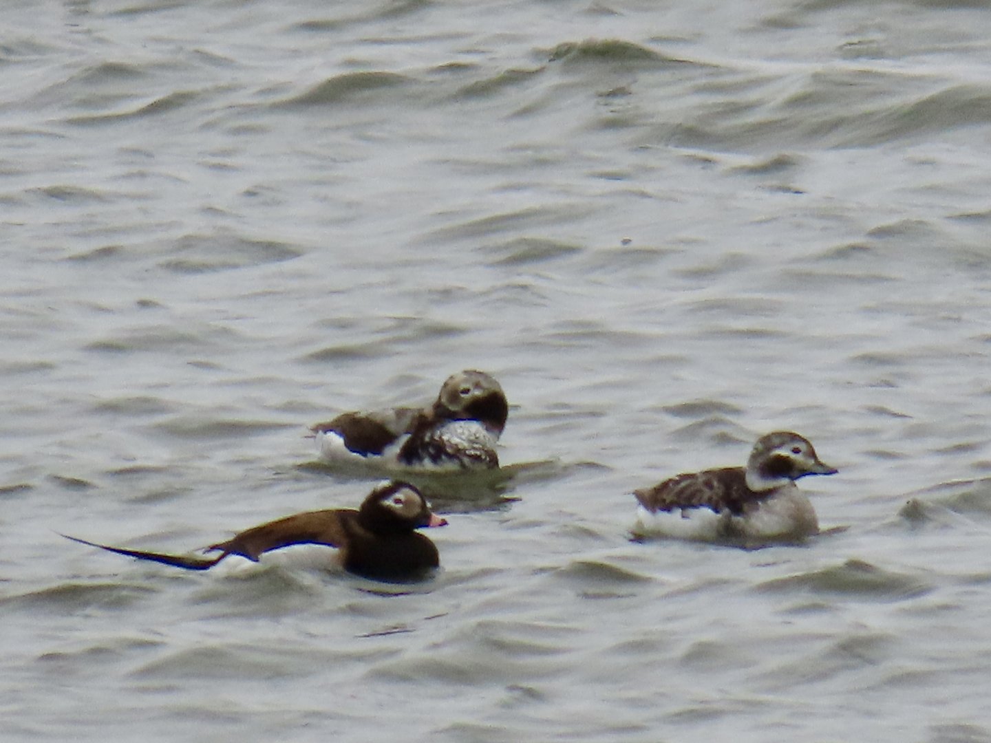 Long-tailed Ducks (Clangula hyemalis)