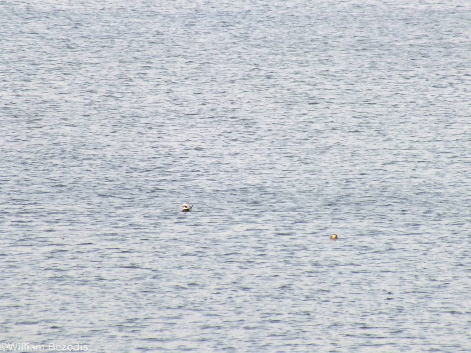 Long-tailed Ducks - Ptasi Raj Nature Reserve