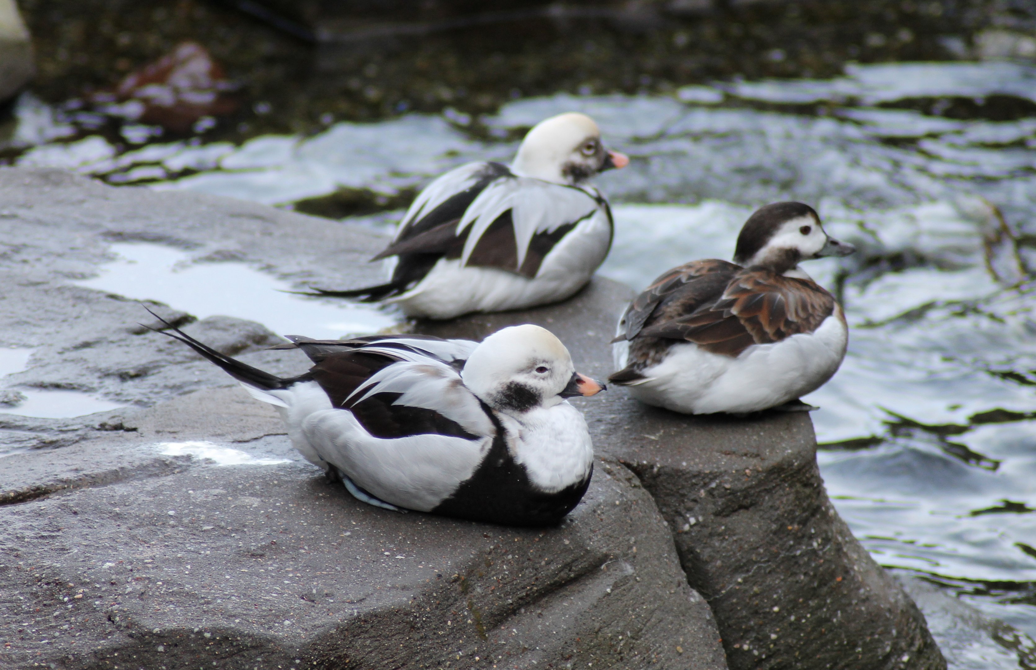 Long-tailed ducks - Tierpark Hagenbeck