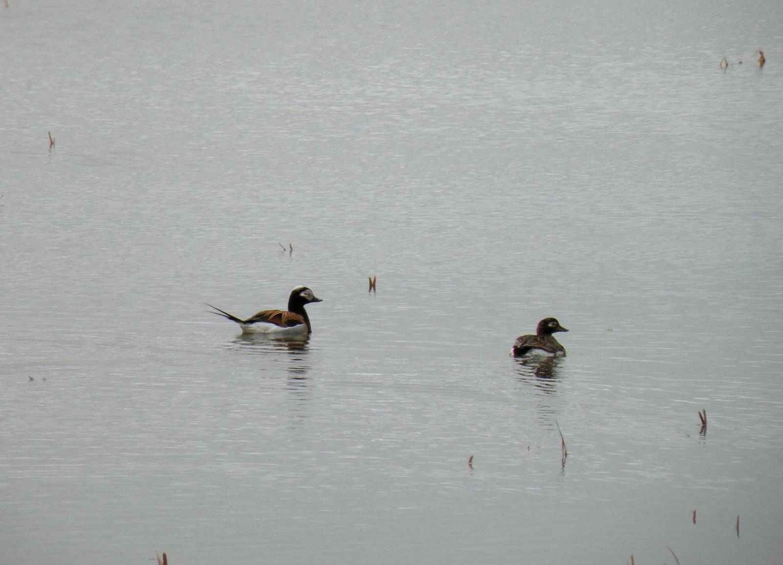 Long-tailed Ducks