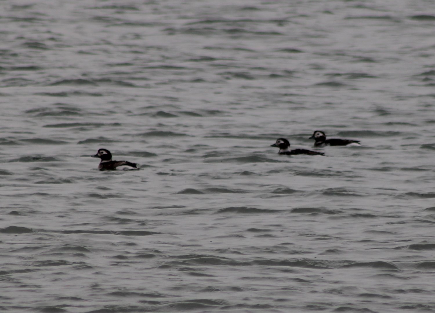 Long-tailed ducks