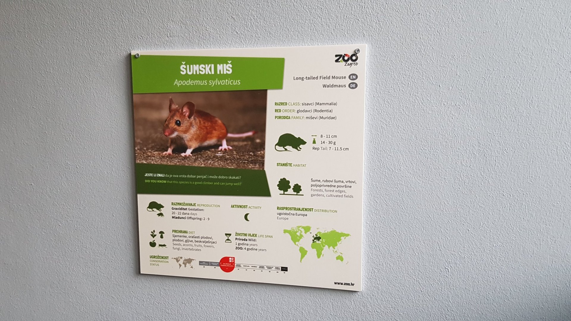 Long-tailed field mouse (Apodemus sylvaticus)