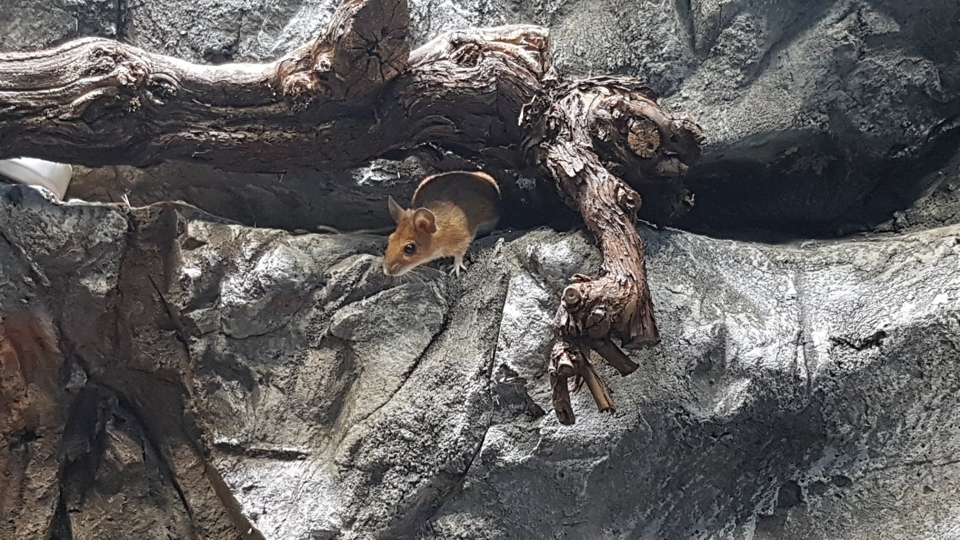 Long-tailed field mouse (Apodemus sylvaticus)