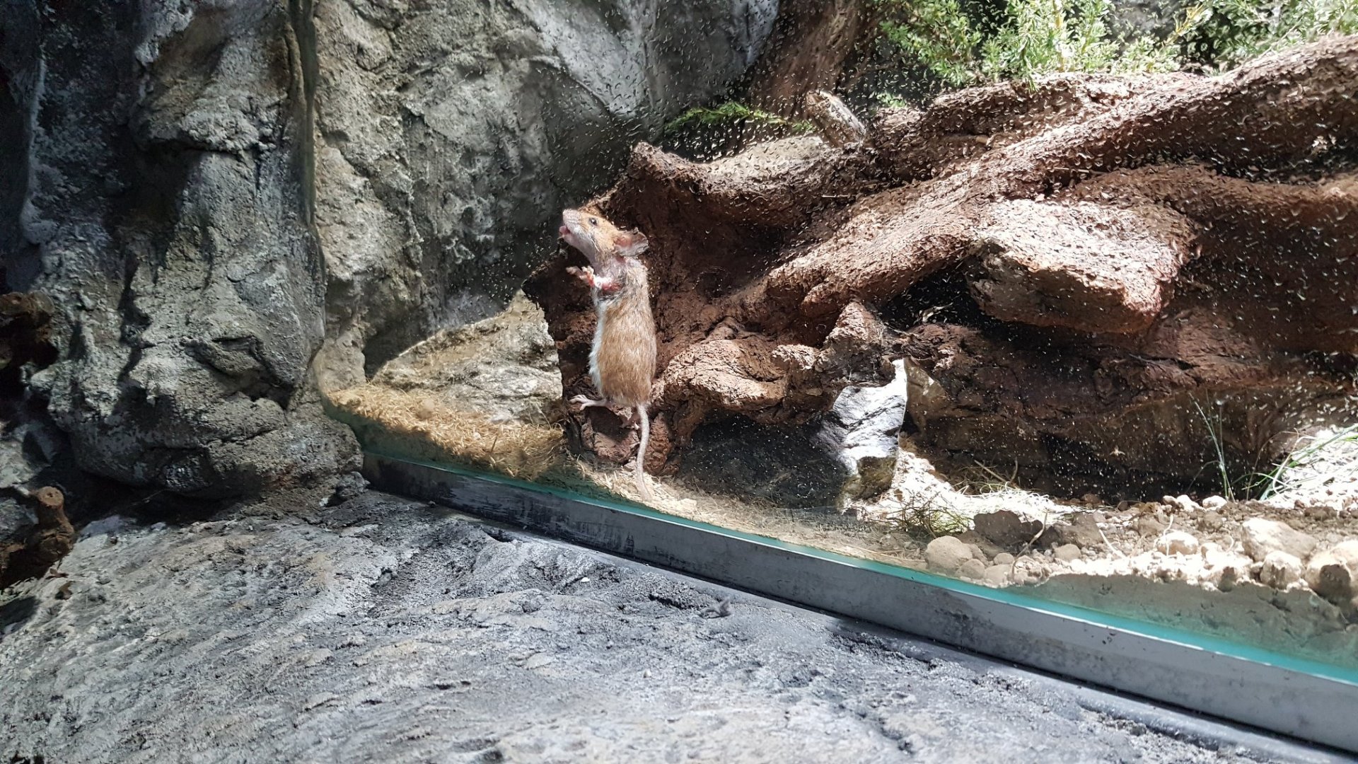 Long-tailed field mouse (Apodemus sylvaticus)