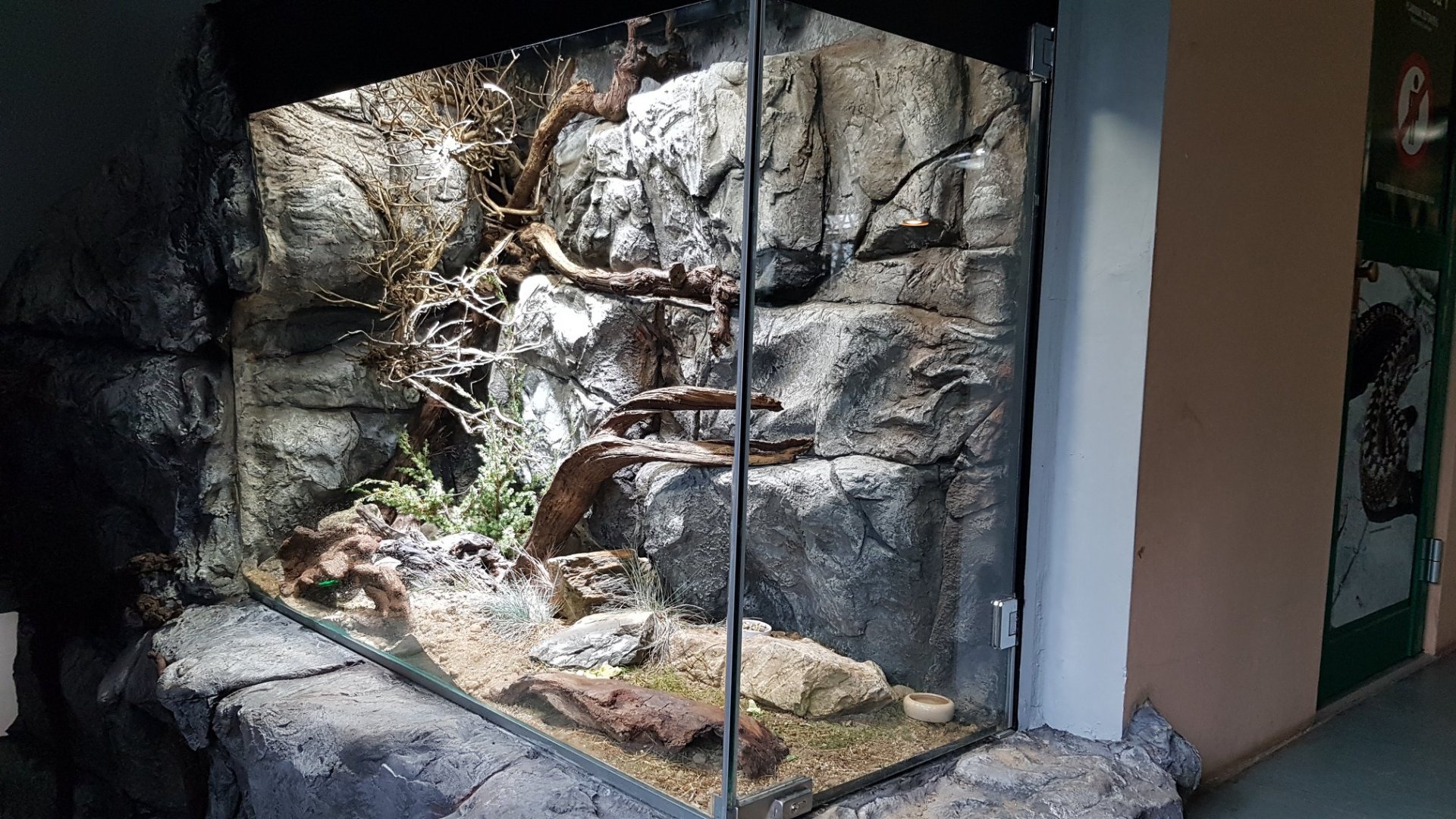 Long-tailed field mouse exhibit