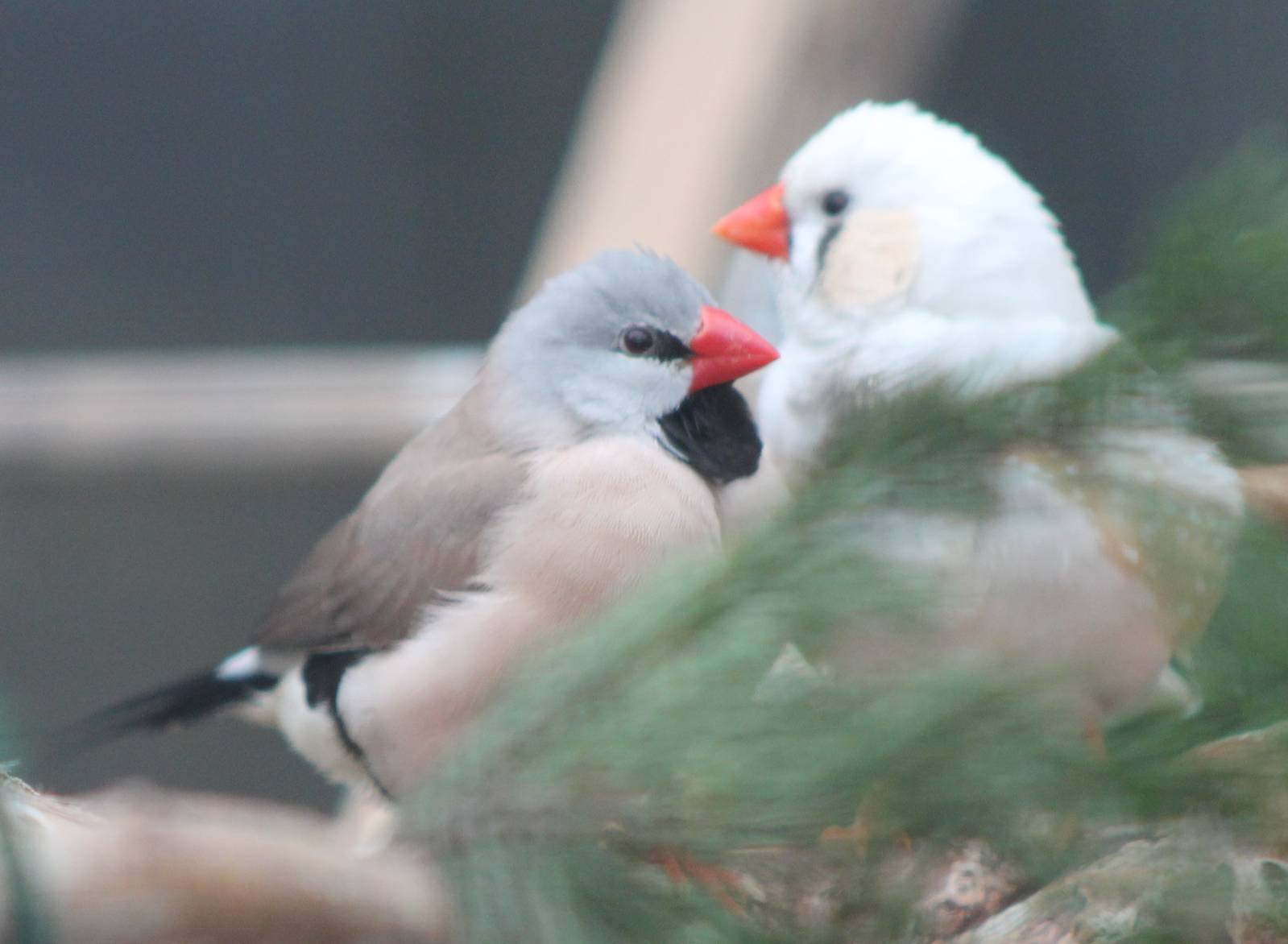 Long-tailed finch and Zebra finch