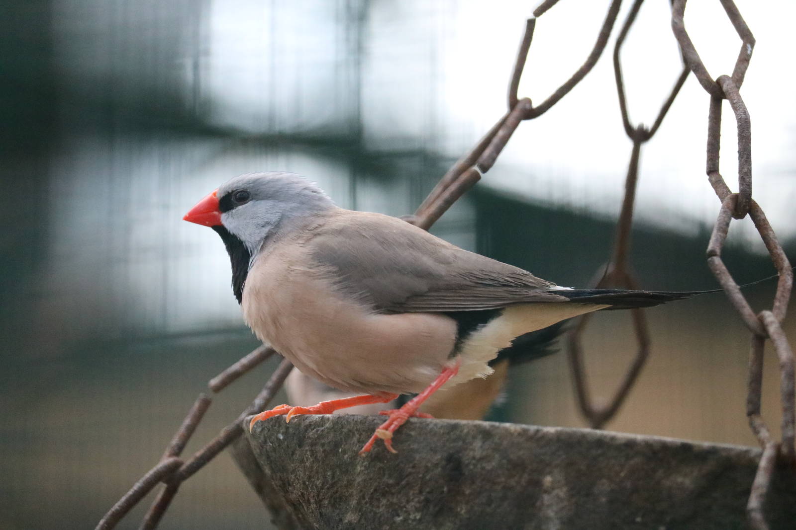 Long-tailed finch, February 2016